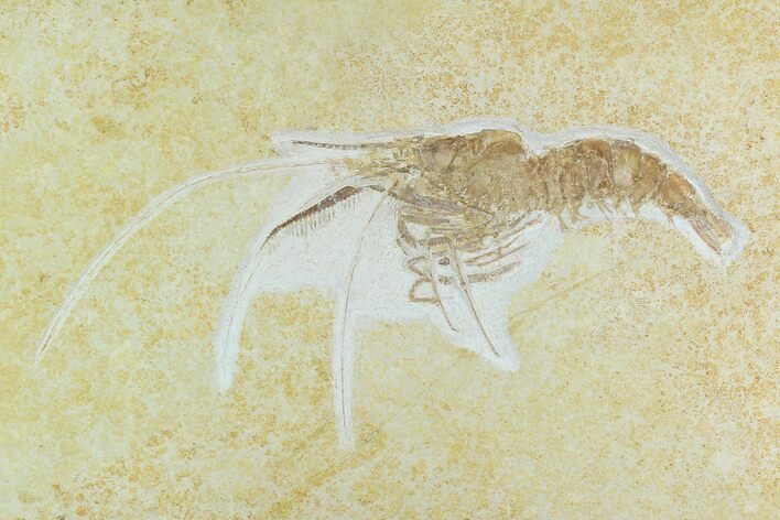 Huge, Fossil Shrimp (Aeger) - Solnhofen Limestone #129247